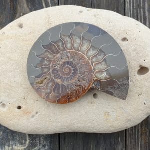 ammonite numero 1 176g