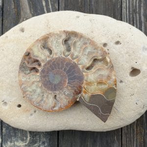 ammonite numero 2 210g