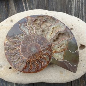 ammonite numero 4 310g