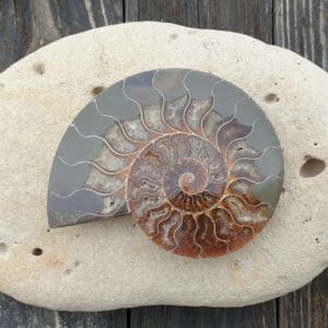 ammonite numero3 216g