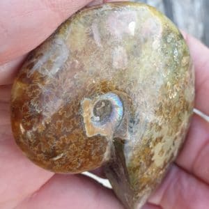 ammonite entiere