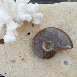 ammonite entière